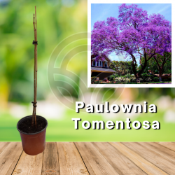 PAULOWNIA TOMENTOSA (Paulonia imperial) El Huerto Deitana ®