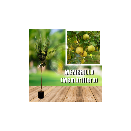 Membrillo (Membrillero)
| El Huerto Deitana ®