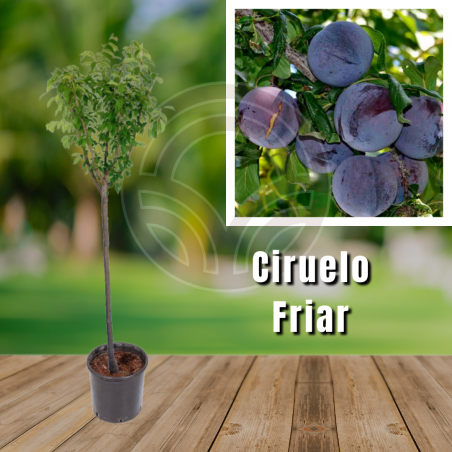 Ciruelo Friar
| El Huerto Deitana ®
