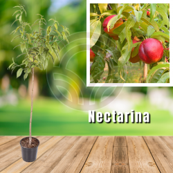 Nectarina
| El Huerto Deitana ®