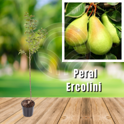 PERAL ERCOLINI (17 cm pot)