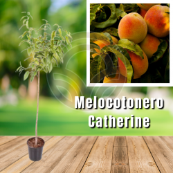 Melocotonero Catherine 
| El Huerto Deitana ®