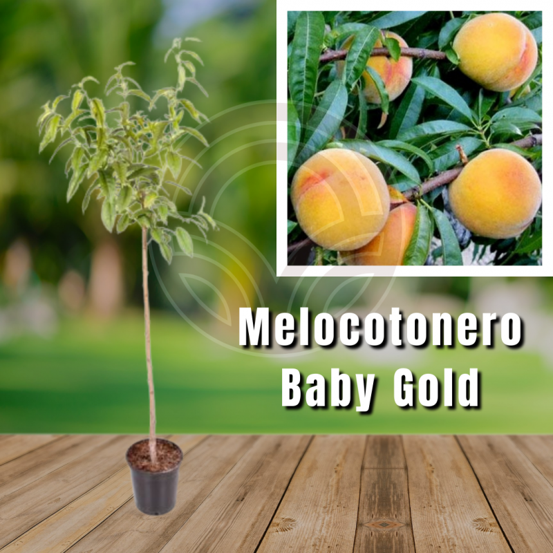 BABY GOLD MELOCOTONERO (17cm pot)