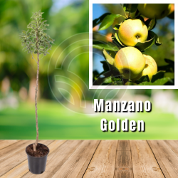 Manzano Golden
| El Huerto Deitana ®