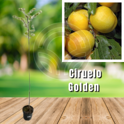 CIRUELO GOLDEN