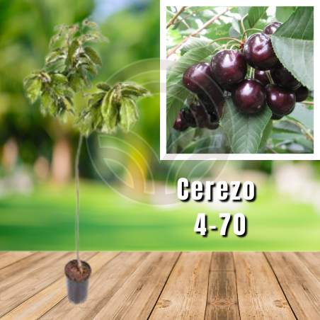 Cerezo 4-70
| El Huerto Deitana ®