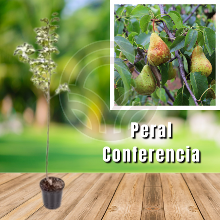 Peral Conferencia
| El Huerto Deitana ®