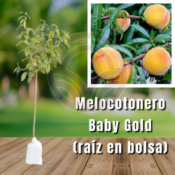 Melocotonero Baby Gold 6 (en Bolsa)
| El Huerto Deitana ®