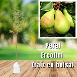 Peral Ercolini (en Bolsa)
| El Huerto Deitana ®