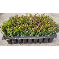 Planta mirto en maceta de 14 cm de Ø - Mirto arbol - Myrtus Communis