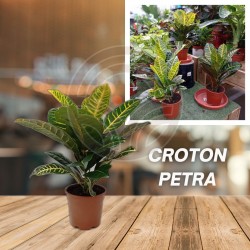 Croton Petra (Codeaeum) | El Huerto Deitana ®