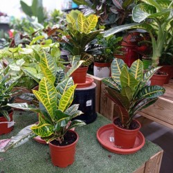 CROTON PETRA (CODEAEUM)