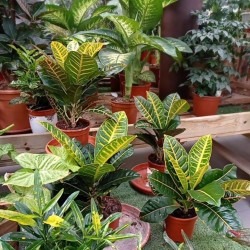 CROTON PETRA (CODEAEUM)
