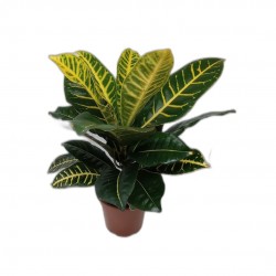 CROTON PETRA (CODEAEUM)