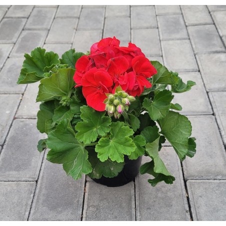 PELARGONIUM ZONALE 1.6 (GERANIO) | El Huerto Deitana ®