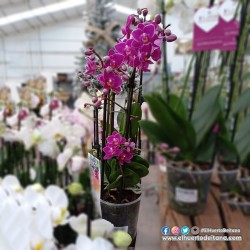 PHALAENOPSIS
