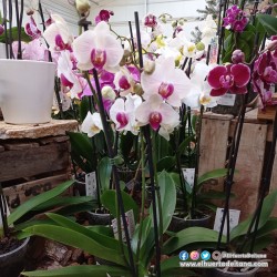 PHALAENOPSIS