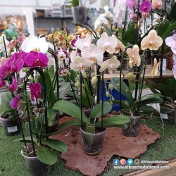 PHALAENOPSIS