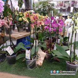 PHALAENOPSIS