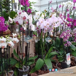 PHALAENOPSIS