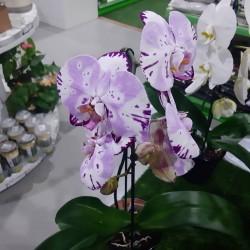 Orquídeas  | El Huerto Deitana ®