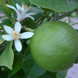 LIMA (CITRUS LATIFOLIA)