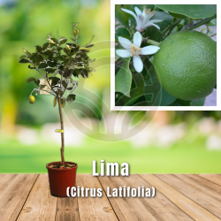 LIMA (CITRUS LATIFOLIA)
