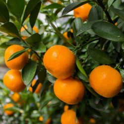 MANDARINO ORNAMENTAL ITALIA