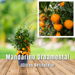 MANDARINO ORNAMENTAL ITALIA