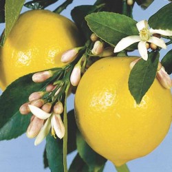 Limonero Ornamental (Citrus Limon) | El Huerto Deitana ®