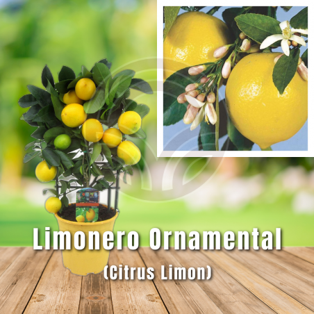 Limonero Ornamental (Citrus Limon) | El Huerto Deitana ®