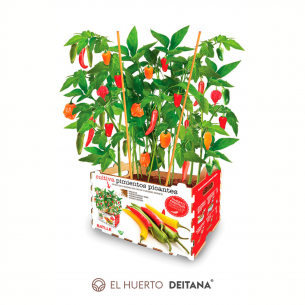Huerto Premium Pimientos Picantes Batlle | El Huerto Deitana ®