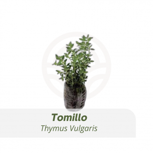 Thymus Vulgaris (Tomillo) | El Huerto Deitana ®