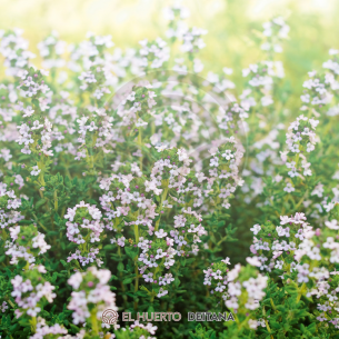Thymus Vulgaris (Tomillo) | El Huerto Deitana ®