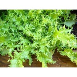 Lechuga escarola - Plantar escarola