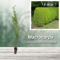 MACROCARPA CIPRES 25 to 40 cm high (CUPRESSUS MACROCARPA)