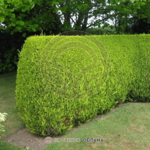 MACROCARPA CIPRES 25 to 40 cm high (CUPRESSUS MACROCARPA)