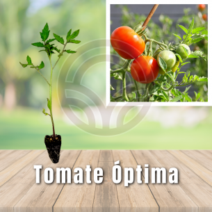 Pack 104 uds. PLANTAS DE TOMATE OPTIMA