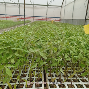 Pack 104 uds. PLANTAS DE TOMATE OPTIMA