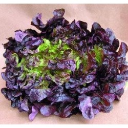 Lechuga hoja de roble - Lechuga de roble