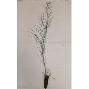 RETAMA MONOSPERMA