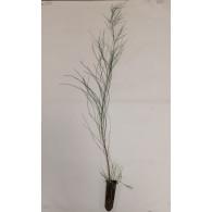 RETAMA MONOSPERMA