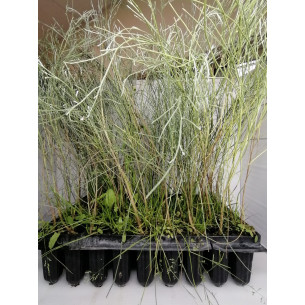 RETAMA MONOSPERMA