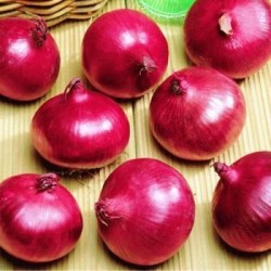 Cebolla morada de Amposta - Cebolla planta