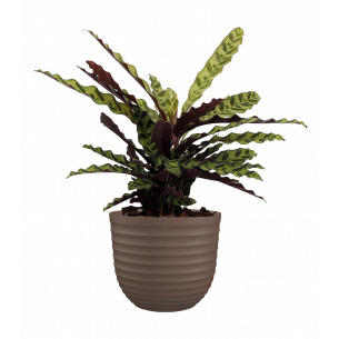 HAVANA WAVES 20CM LINO MACETA ARTE HAVANA WAVES 20CM LINO MACETA ARTE