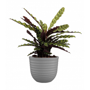 Havana waves 20 cm caliza maceta | El Huerto Deitana ®