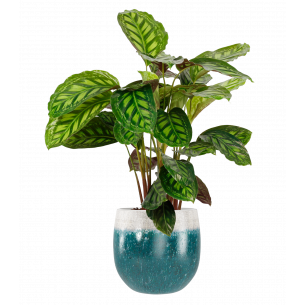 Iris 16cm verde maceta | El Huerto Deitana ®