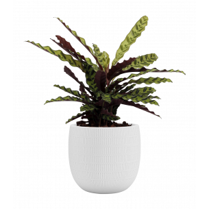 Aura 29 cm blanco maceta | El Huerto Deitana ®