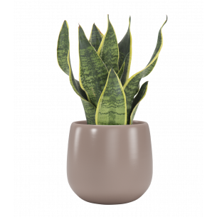 Vitoria 20 cm maceta | El Huerto Deitana ®