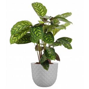 Havana tropical 30cm granito maceta | El Huerto Deitana ®